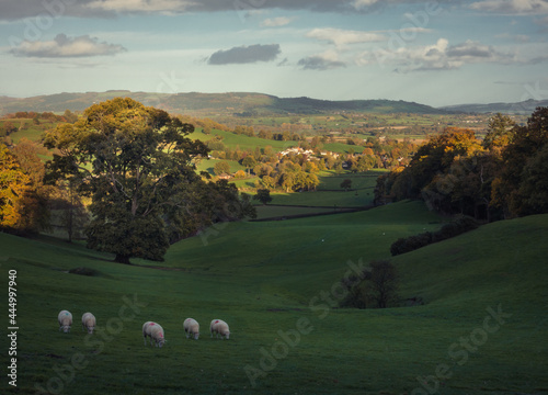 Sheep grazing in a rural scene