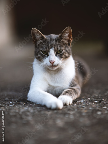 Cat male with blue eyes lying on the ground and looks at camera.