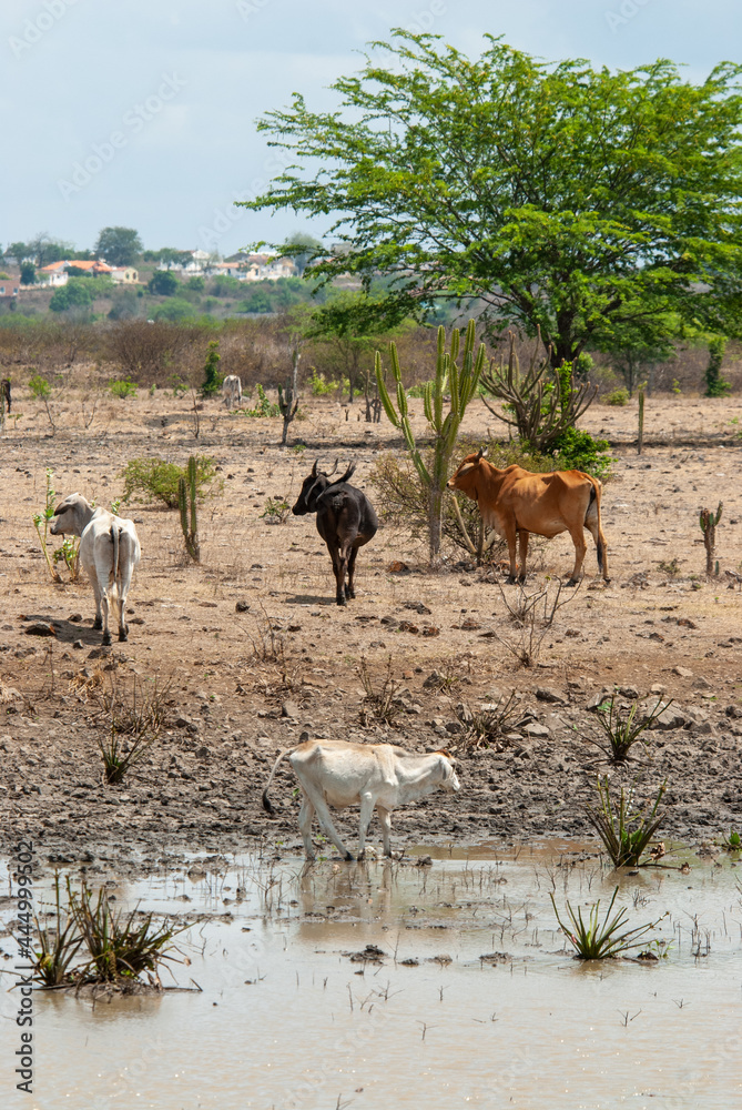 Naklejka premium Cattle drinking water from a water puddle, during the dry season, in the Cariri region, in Boqueirao, Paraiba, Brazil on December 21, 2011.