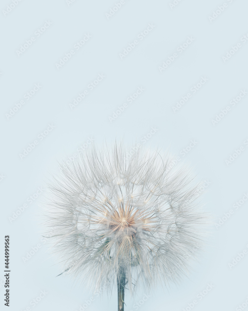 Fluffy dandelion in sunlight on light blue background with copy space. Beautiful flower close up. Abstract nature