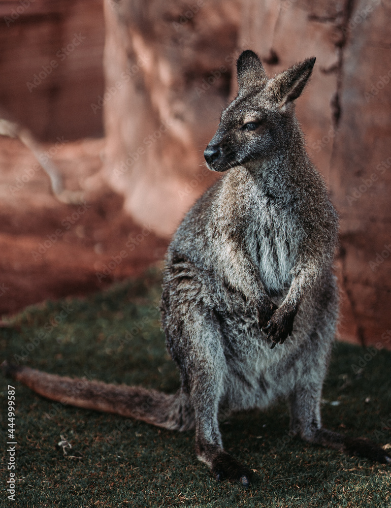 Animals at a Zoo in their Enclosures