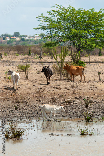 Cattle drinking water from a water puddle  during the dry season  in the Cariri region  in Boqueirao  Paraiba  Brazil on December 21  2011.