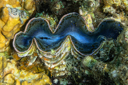 giant clam on a tropical coral reef showing turquoise mantle