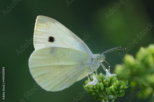 Schmetterling in der Natur butterfly in nature papillon dans la nature 