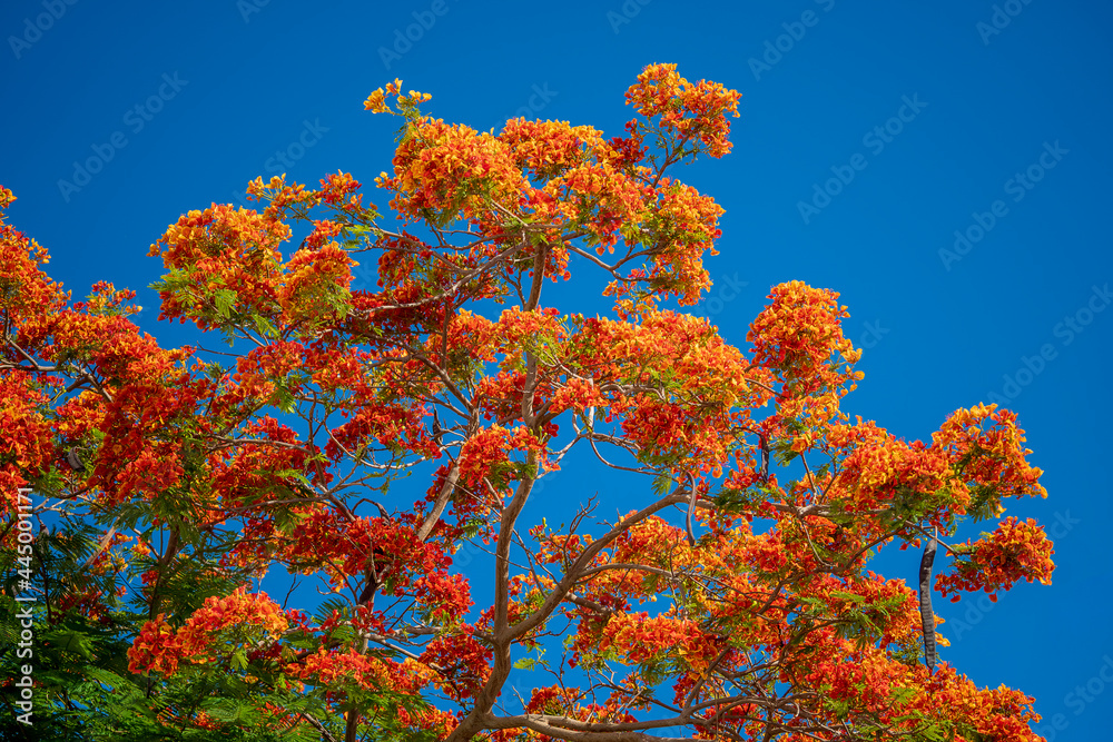 Red peacock flowers or the flame tree, royal poinciana on blue sky background Red peacock flowers or the flame tree, royal poinciana on blue sky background