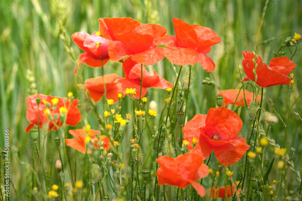 Obraz premium Mohnblumen und gelbe Blüten als Bienenwiese vor Kornfeld im Hintergrund - Stockfoto