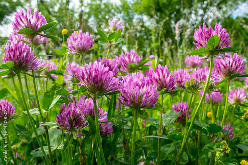 field of pink flowers