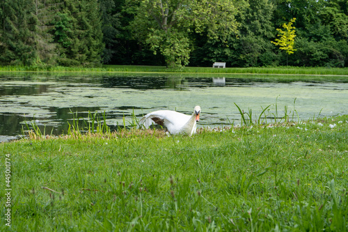 white swan on the lake