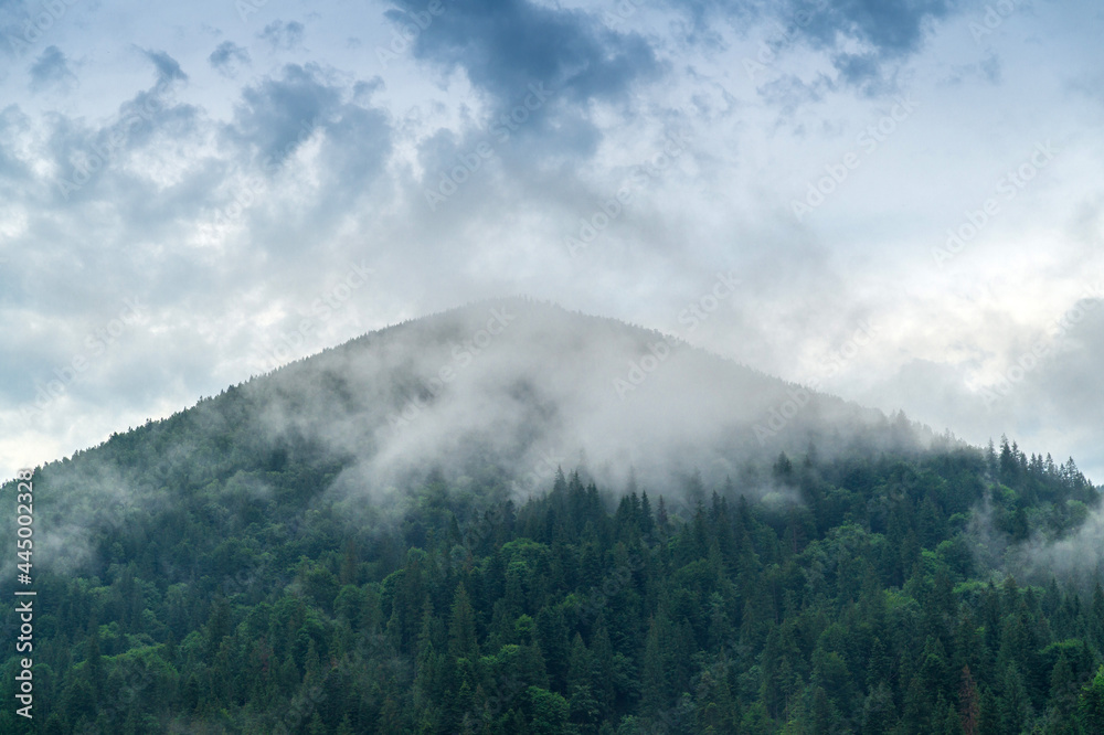 Mountain view after rain with steam from pine forest. Summer landscape