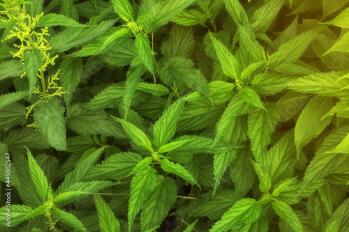 Beautiful green stinging nettle plants growing outdoors