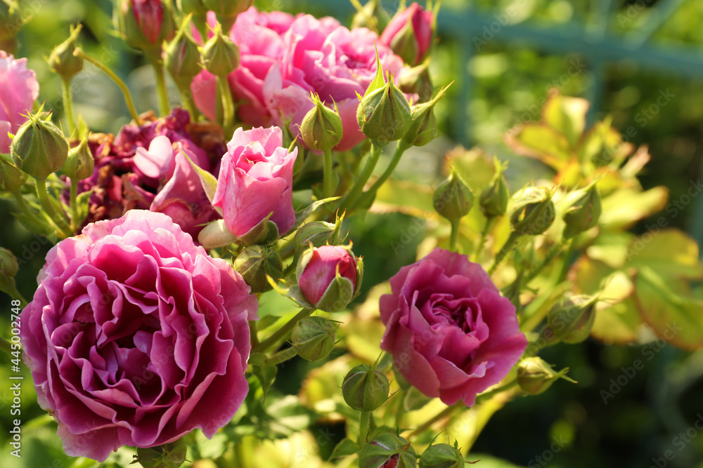 Beautiful blooming pink roses on bush outdoors, closeup Beautiful blooming pink roses on bush outdoors, closeup