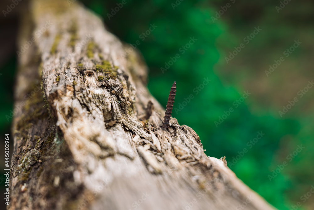 a screw in a tree branch a screw in a tree branch