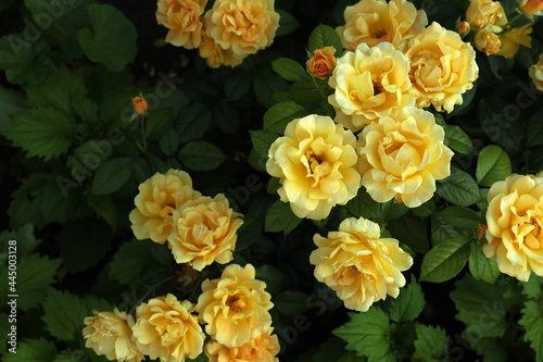 Beautiful blooming yellow roses on bush outdoors