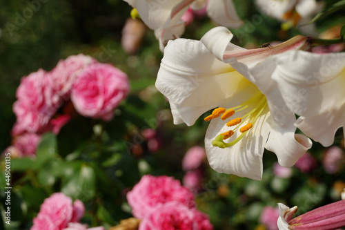 Closeup of a white lily with pink roses on the background photo