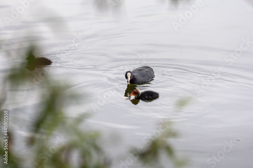 A duck and ducklings are swimming in the lake.Black bird and her babies in the water.Birds in their natural habitat.A family of ducks.Ripples on the water from the movement of birds
