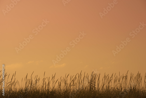 Silhouette of ears of grain crops. Sunset sky in background