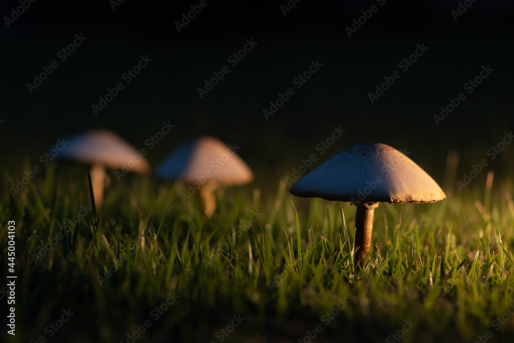 Mushrooms on the lawn.