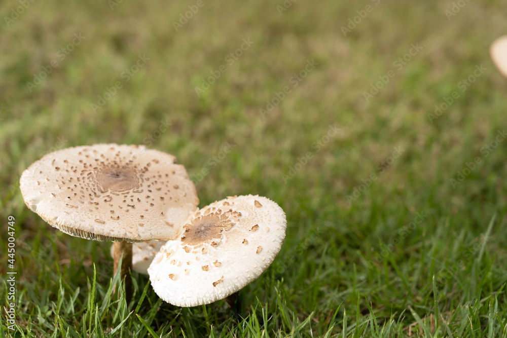 Mushrooms on the lawn.