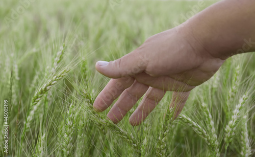 Man in field with ripening wheat, closeup