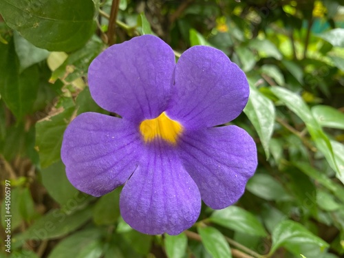 purple flower in the garden