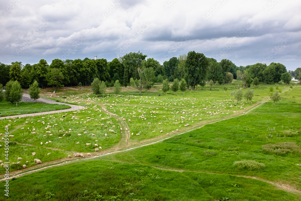large herd of sheep on green grass with trees
