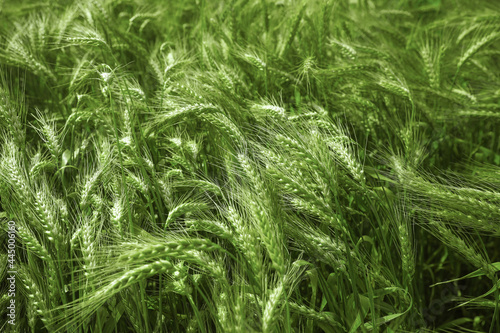 Beautiful agricultural field with ripening wheat crop