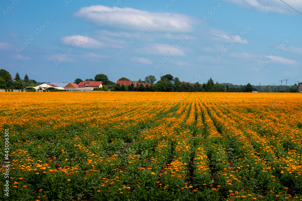 A field of blooming orange calendula flowers, Calendula officinalis, Lower Silesia, Poland. 
Used for production of medicines and pharmaceutics. Sunny, summer day.

