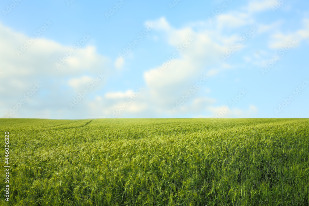 Beautiful agricultural field with ripening wheat crop Beautiful agricultural field with ripening wheat crop