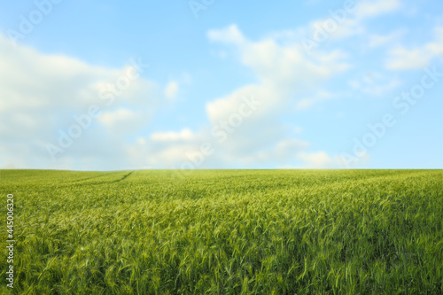 Beautiful agricultural field with ripening wheat crop