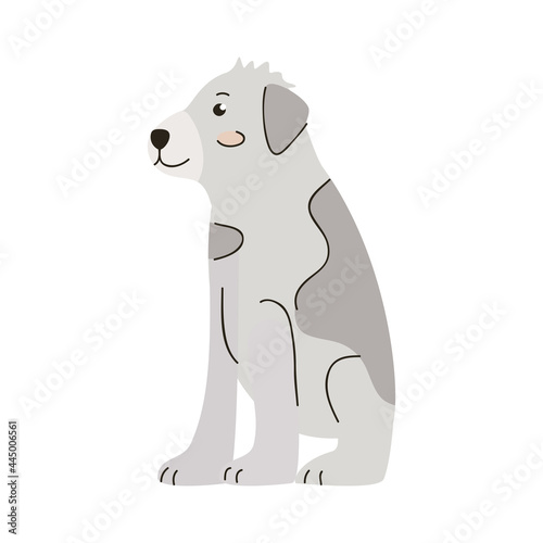 cute gray dog