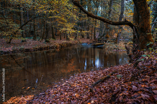 Fototapeta Naklejka Na Ścianę i Meble -  Wild river in autumn forest, Germany. Long exposure.