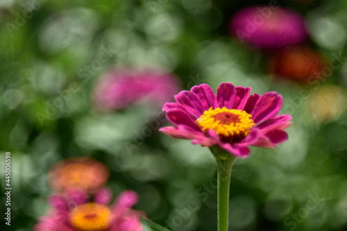 Colorful flowers of zinnia elegant in the garden