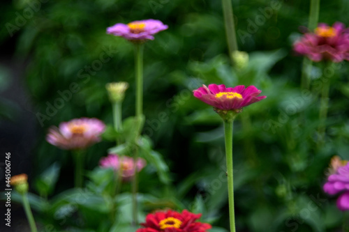 Colorful flowers of zinnia elegant in the garden