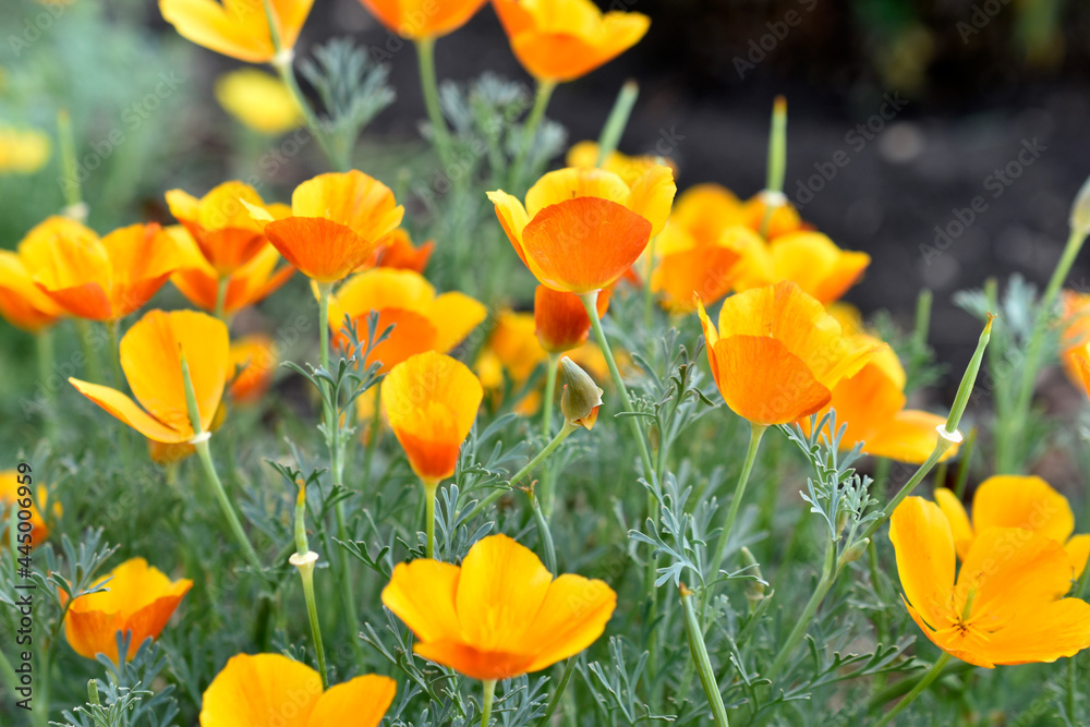 Obraz premium Yellow-red flowers of the Ashsholtia Poppy Papaveraceae in the greenery in summer
