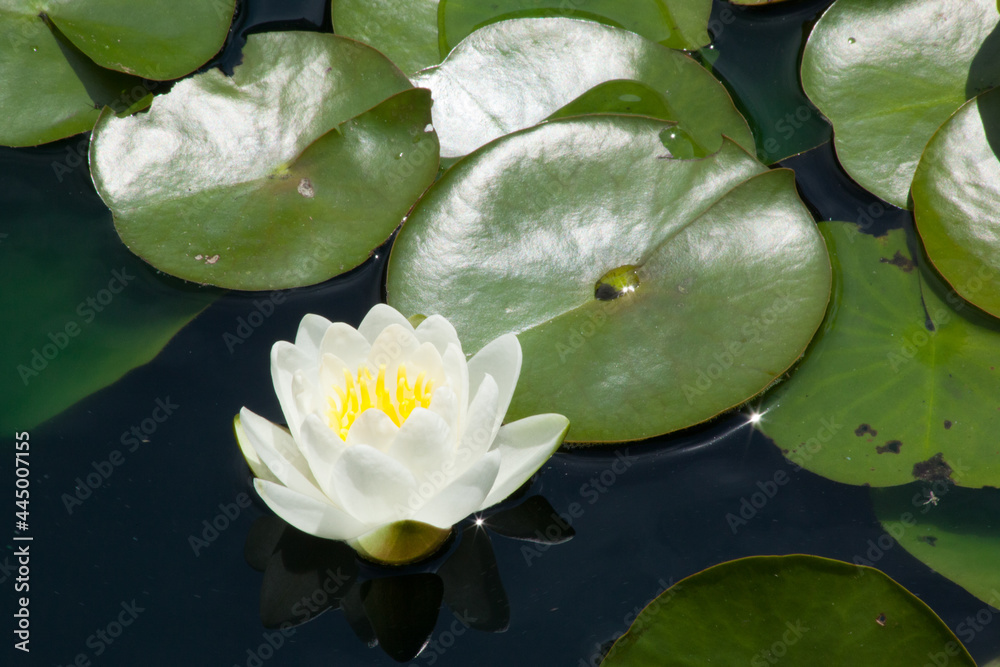 White and Yellow Water Lily