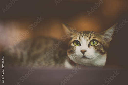 adopted domestic cat as ind...