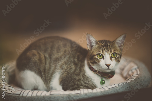 adopted domestic cat as ind...