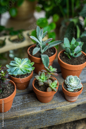 Wallpaper Mural Auswahl verschiede Sukkulente und Echeveria im Tontopf, kleine Zimmerpflanze im Blumentopf auf Holz Untergrund Torontodigital.ca