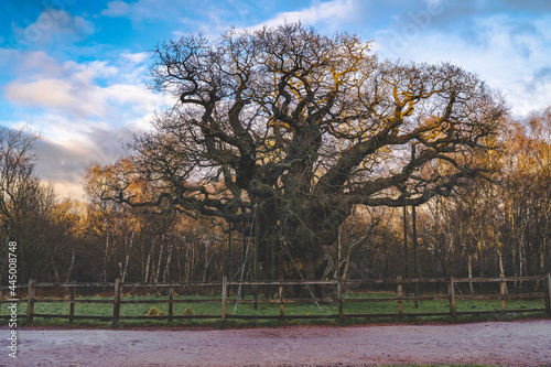 The Oldest tree in Sherwood forest, England photo