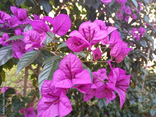 bouganvillea flower plant pink nature garden