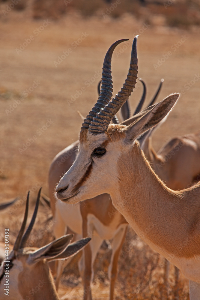 Fototapeta premium Close-up portrait of a Springbok (Antidorcas marsupialis) in the Kgalagadi Trans Frontier Park. South Africa