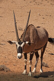A lone Oryx (Oryx gazella) in the Kalahari desert. Kgalagadi Transfrontier Park. South Africa