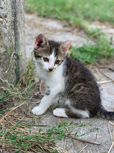Sitting cat