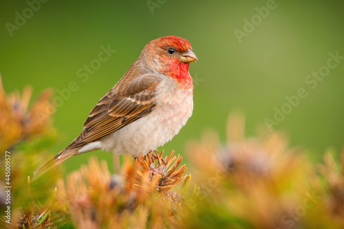 Common rosefinch (Carpodacus erythrinus), with beautiful green background. Colorful song bird with red feather sitting on the branch in the mountains. Wildlife scene from nature, Czech Republic