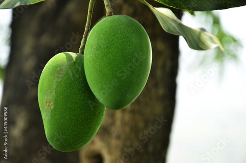 Mango fruit in the green