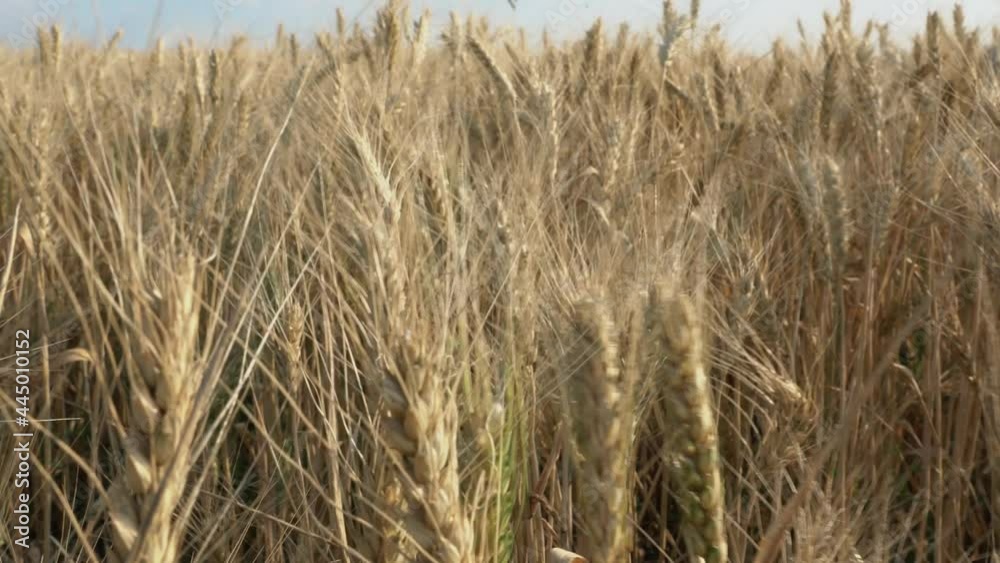 ripe ears of wheat close-up as a background ripe ears of wheat close-up as a background