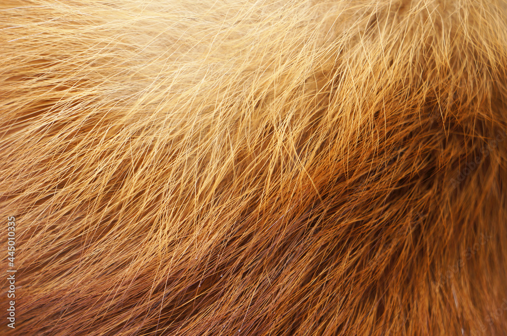 Closeup of red fox fur. Closeup of red fox fur.