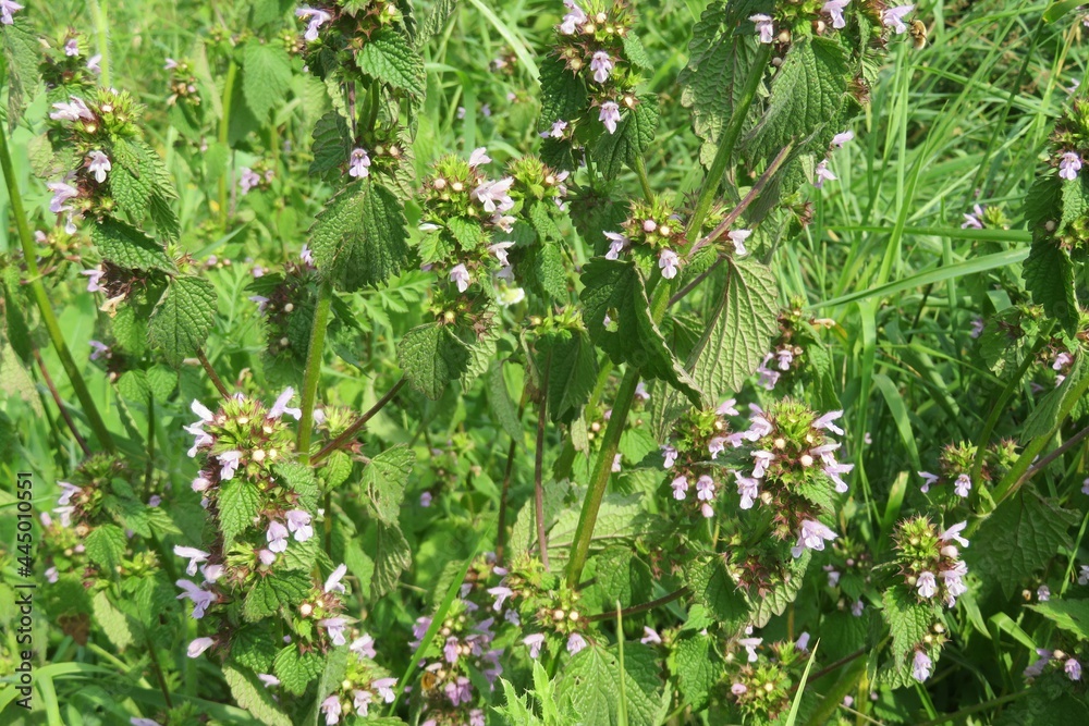 Lamium flowers on natural green leaves background in the meadow Lamium flowers on natural green leaves background in the meadow