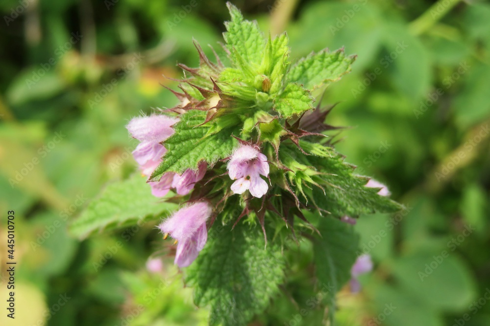 Lamium purpureum flowers in the meadow on natural green background, closeup 