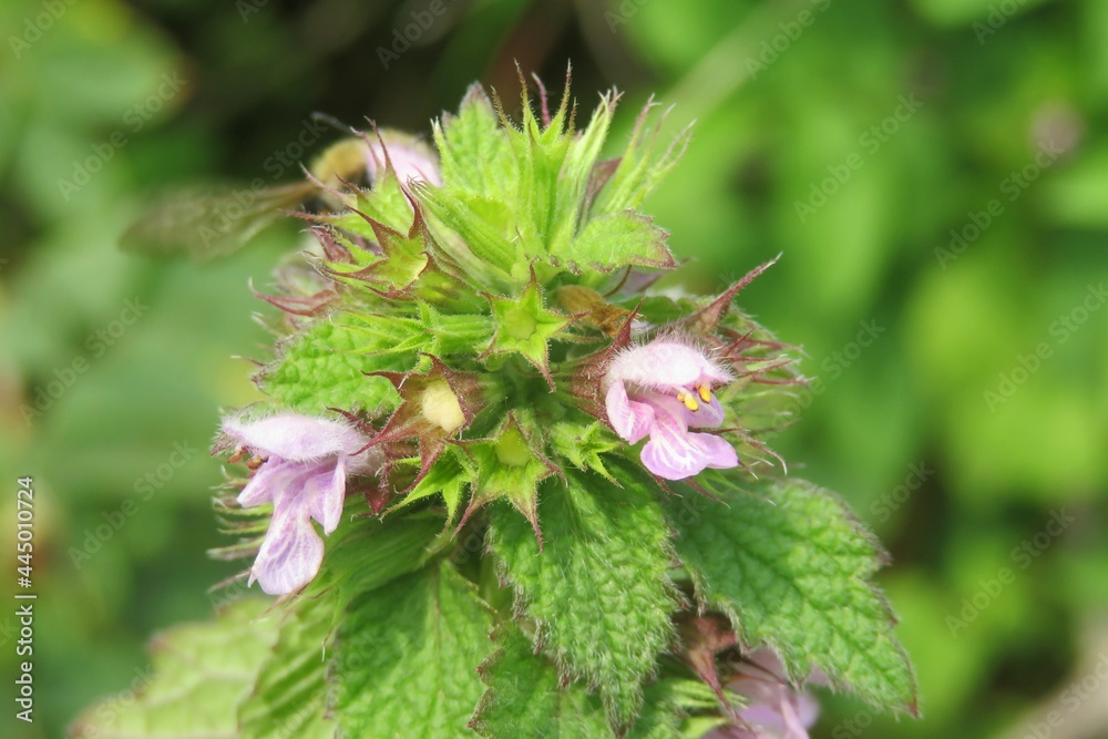 Lamium purpureum flowers in the meadow on natural green leaves background, closeup Lamium purpureum flowers in the meadow on natural green leaves background, closeup